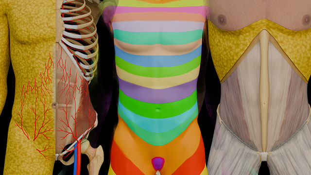 Abdomen 1:\nSurface Anatomy\nFasciae, Innervation